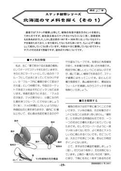 北海道のマメ科を描く（その 1）