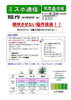 倒伏させない稲作技術！！