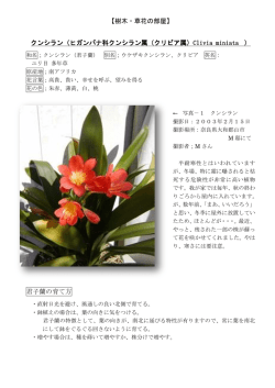 【樹木・草花の部屋】 クンシラン（ヒガンバナ科クンシラン属（クリビア属