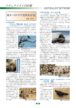 西オーストラリア白ハニ、己 行命