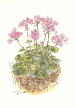 野の花を見よ 1996.6