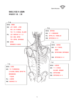 脊柱に付着する筋肉