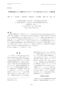 牛糞便培養により分離されたコロニーの LAMP 法