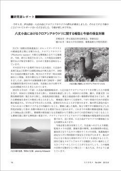 2013年8月号「八丈小島におけるクロアシアホウドリに関する報告と今後