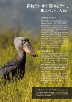 微動だにせず獲物を待つ、 根気強い巨大鳥。