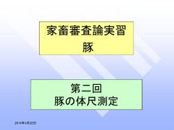 第二回 豚の体尺測定