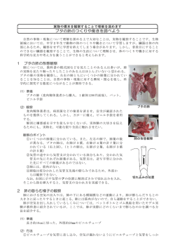 ブタの肺のつくりや働きを調べよう
