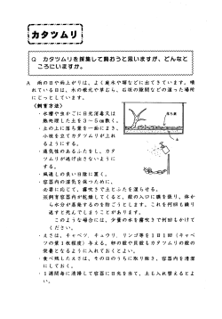 Q カタツムリを採集して飼おうと思いますか、 どんなこ ころにいますか。