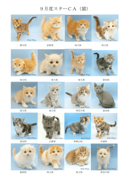 9月度スターCA（猫）