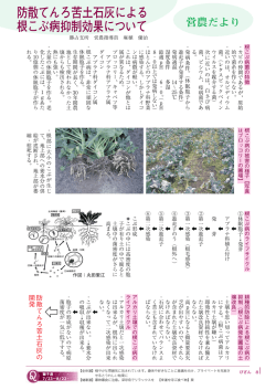 防散てんろ苦土石灰による 根こぶ病抑制効果について