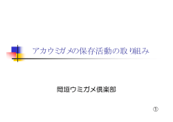 アカウミガメの保存活動の取り組み