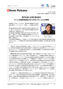 精子形成に必須な蛋白質が ゲノムを転移性遺伝子から守る