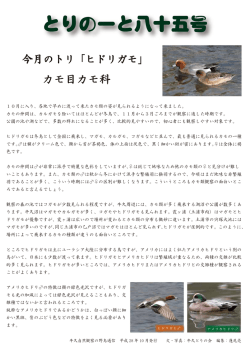 とりのーと八十五号