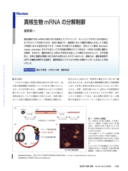 蛋白質核酸酵素:真核生物mRNAの分解制御