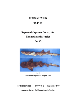 板鰓類研究会報 第 45 号 Report of Japanese