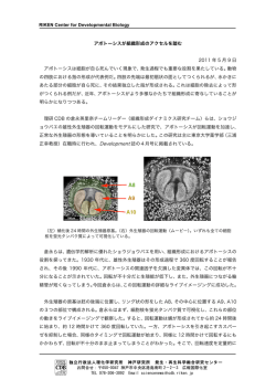 RIKEN Center for Developmental Biology アポトーシスが組織形成の
