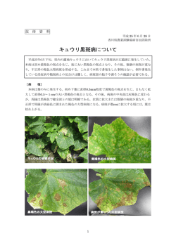 キュウリ黒斑病について - 日本植物防疫協会 JPP-NET