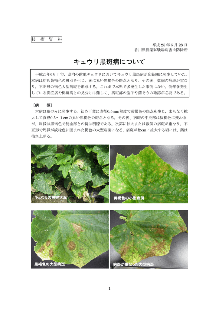 キュウリ黒斑病について 日本植物防疫協会 Jpp Net