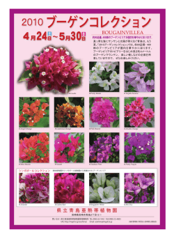 県立青島亜熱帯植物園 BOUGAINVILLEA