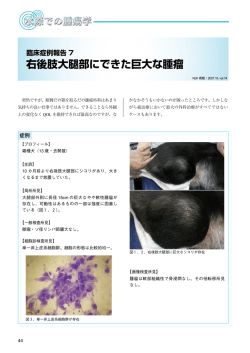 右後肢大腿部にできた巨大な腫瘤