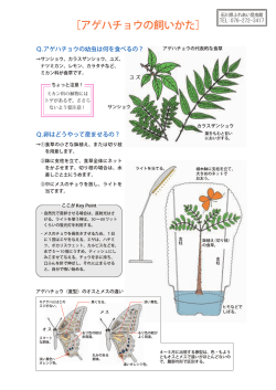 アゲハチョウ