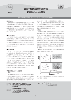 遺伝子組換え技術を用いた 青紫色のキクの開発