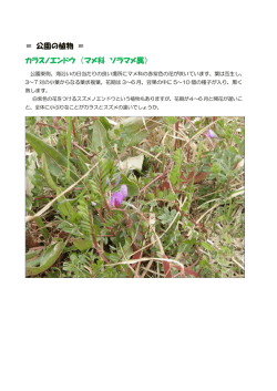 ＝ 公園の植物 ＝ カラスノエンドウ （マメ科 ソラマメ属）