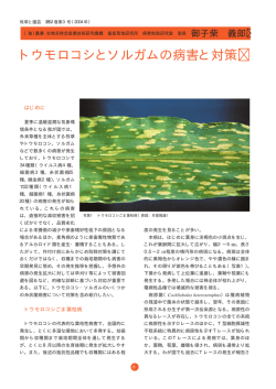 トウモロコシとソルガムの病害と対策 (約479KB)