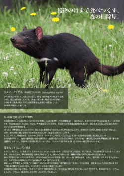 獲物の骨まで食べつくす、 森の掃除屋。