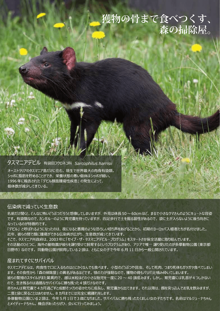 獲物の骨まで食べつくす 森の掃除屋