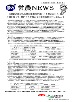 出穂前の穂ばらみ期に降雨日が多いと予想されたら、雨の 合間をぬって