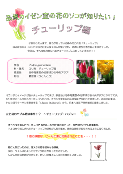 "花のソコが知りたい！" vol.22 チューリップ編