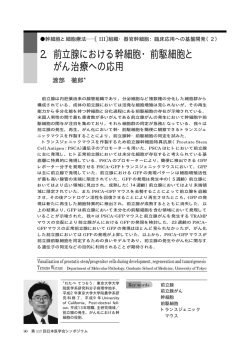 2．前立腺における幹細胞・前駆細胞と がん治療への応用