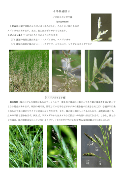 イネ科通信8