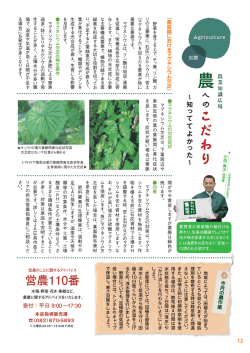 果菜類におけるマグネシウム欠乏