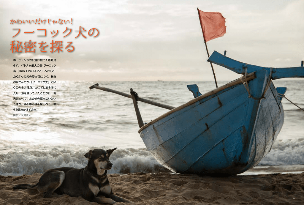 フーコック犬の 秘密を探る
