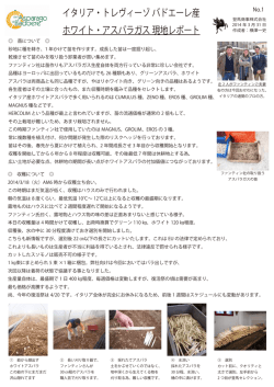 イタリア・トレヴィーゾ バドエーレ産 ホワイト・アスパラガス 現地レポート