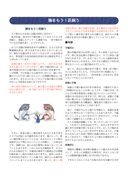 猫をもう1匹飼う