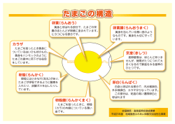 たまごの構造