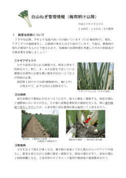 白山ねぎ管理情報（梅雨明け以降）