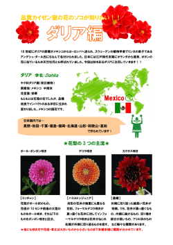 "花のソコが知りたい！" vol.20 ダリア編