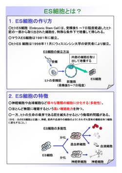 ES細胞とは？
