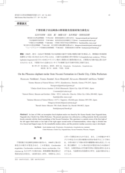 千葉県銚子市長崎鼻の鮮新統名洗層産象臼歯化石 On the Pliocene