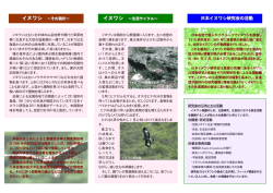 イヌワシ イヌワシ - 日本イヌワシ研究会