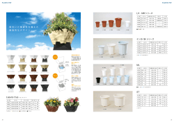 25 Laputa Cup・ケンガイ鉢