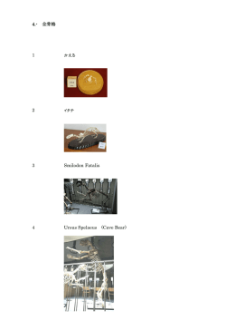 4.- 全骨格 1 かえる 2 イタチ 3 Smilodon Fatalis 4 Ursus Spelaeus