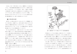 旗弁 舟弁（竜骨弁）