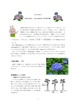 アジサイ