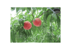 白桃の冷製スープ 桃とフルーツのグラタン