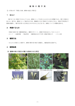 植物の種や実